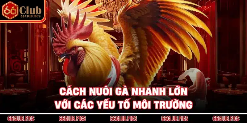 Cách nuôi gà nhanh lớn với các yếu tố môi trường