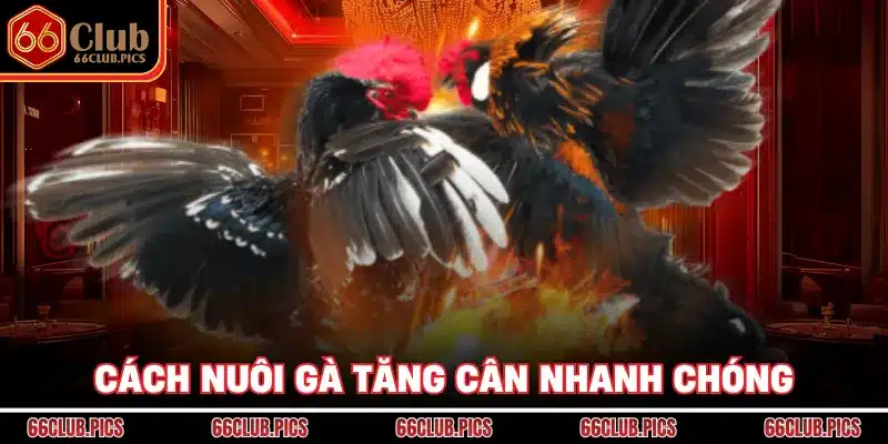 Cách nuôi gà tăng cân nhanh chóng