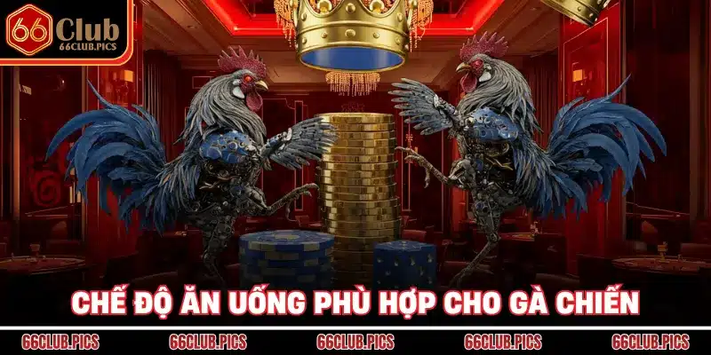 Chế độ ăn uống phù hợp cho gà chiến