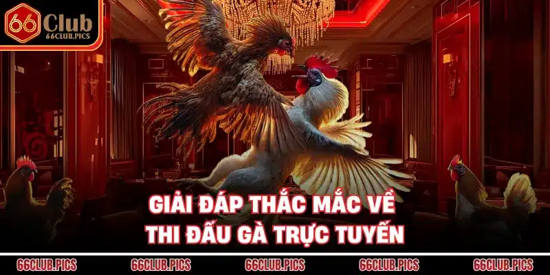 Giải đáp thắc mắc về thi đấu gà trực tuyến