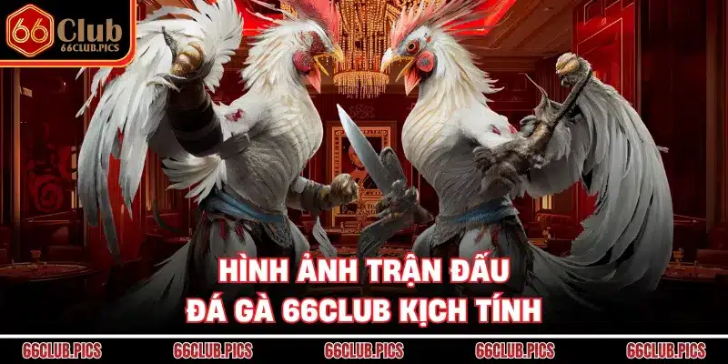 Hình ảnh trận đấu đá gà 66Club kịch tính