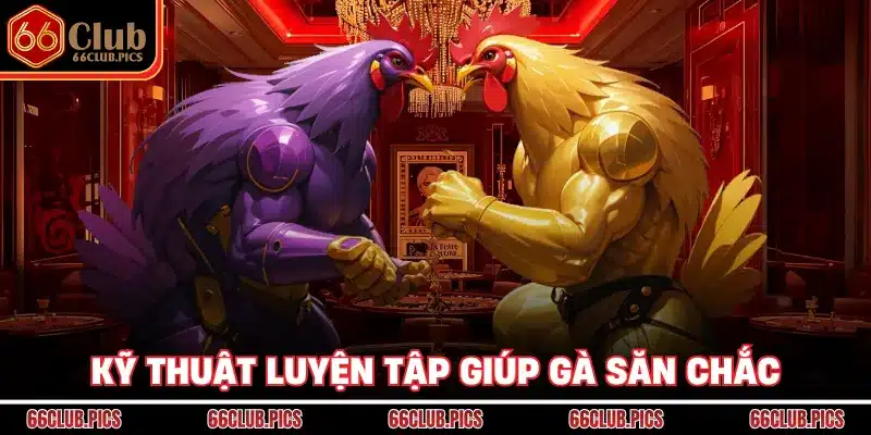 Kỹ thuật luyện tập giúp gà săn chắc