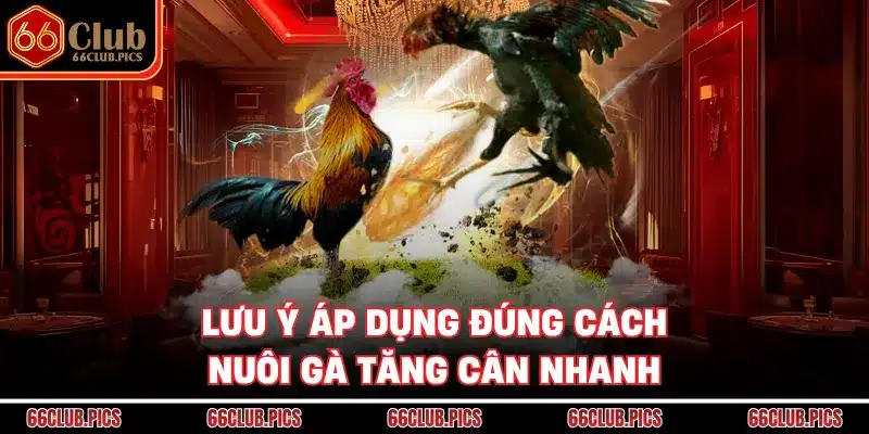 Lưu ý áp dụng đúng cách nuôi gà tăng cân nhanh
