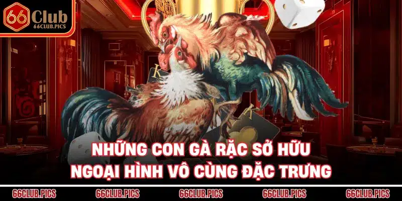 Những con gà rặc sở hữu ngoại hình vô cùng đặc trưng