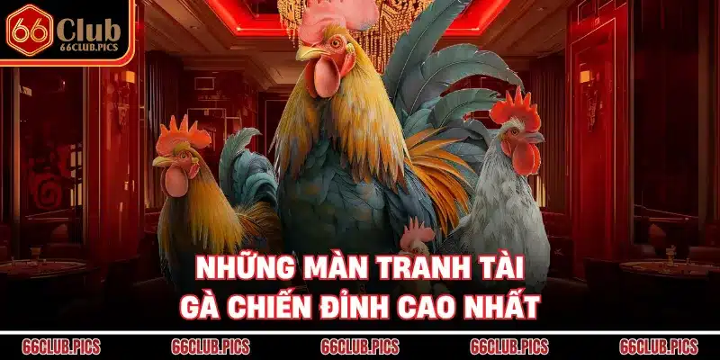 Những màn tranh tài gà chiến đỉnh cao nhất