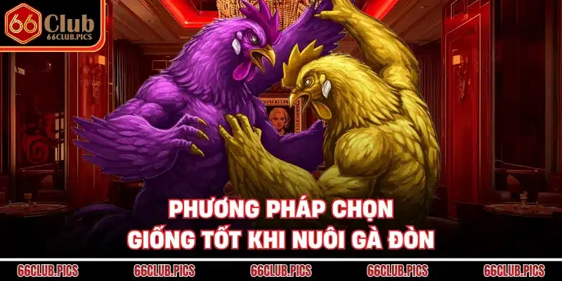 Phương pháp chọn giống tốt khi nuôi gà đòn