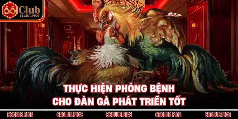 Thực hiện phòng bệnh cho đàn gà phát triển tốt