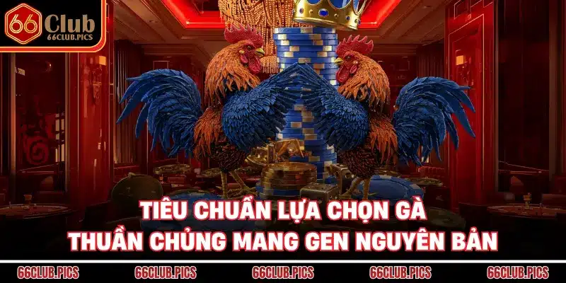 Tiêu chuẩn lựa chọn gà thuần chủng mang gen nguyên bản