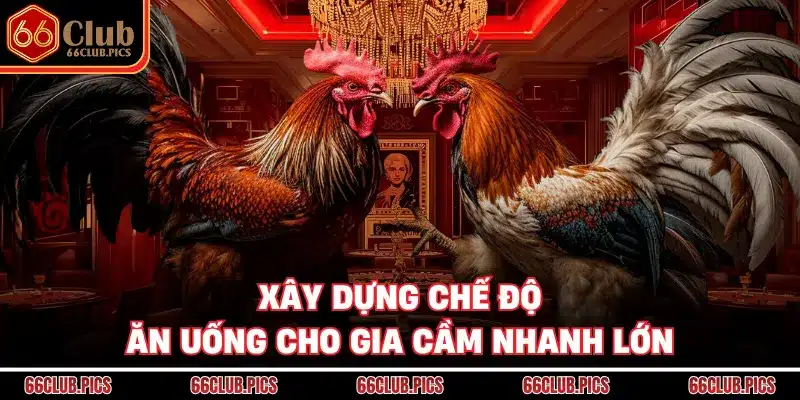 Xây dựng chế độ ăn uống cho gia cầm nhanh lớn
