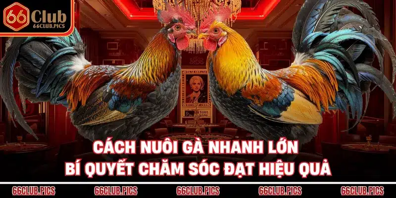 Cách Nuôi Gà Nhanh Lớn - Bí Quyết Chăm Sóc Đạt Hiệu Quả