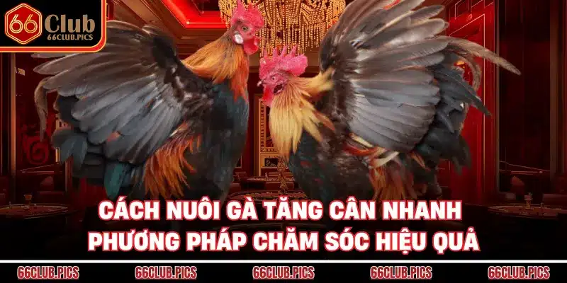 Cách Nuôi Gà Tăng Cân Nhanh - Phương Pháp Chăm Sóc Hiệu Quả 