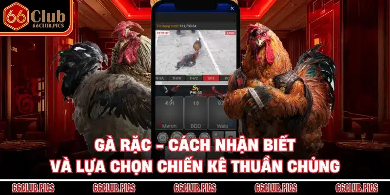 Gà Rặc - Cách Nhận Biết Và Lựa Chọn Chiến Kê Thuần Chủng